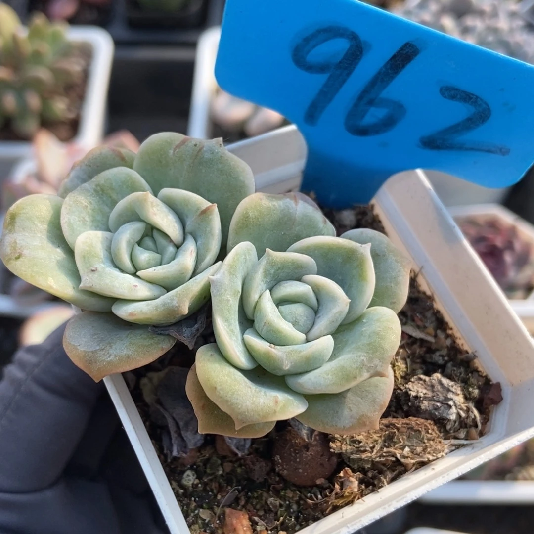 962可爱玫瑰石化多肉