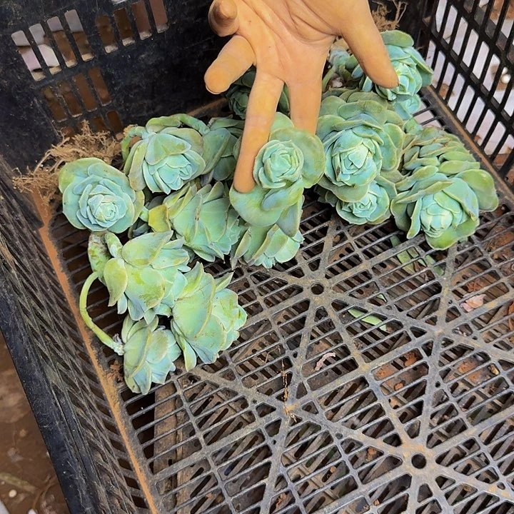 小***期可爱玫瑰 断枝 不包损46号
