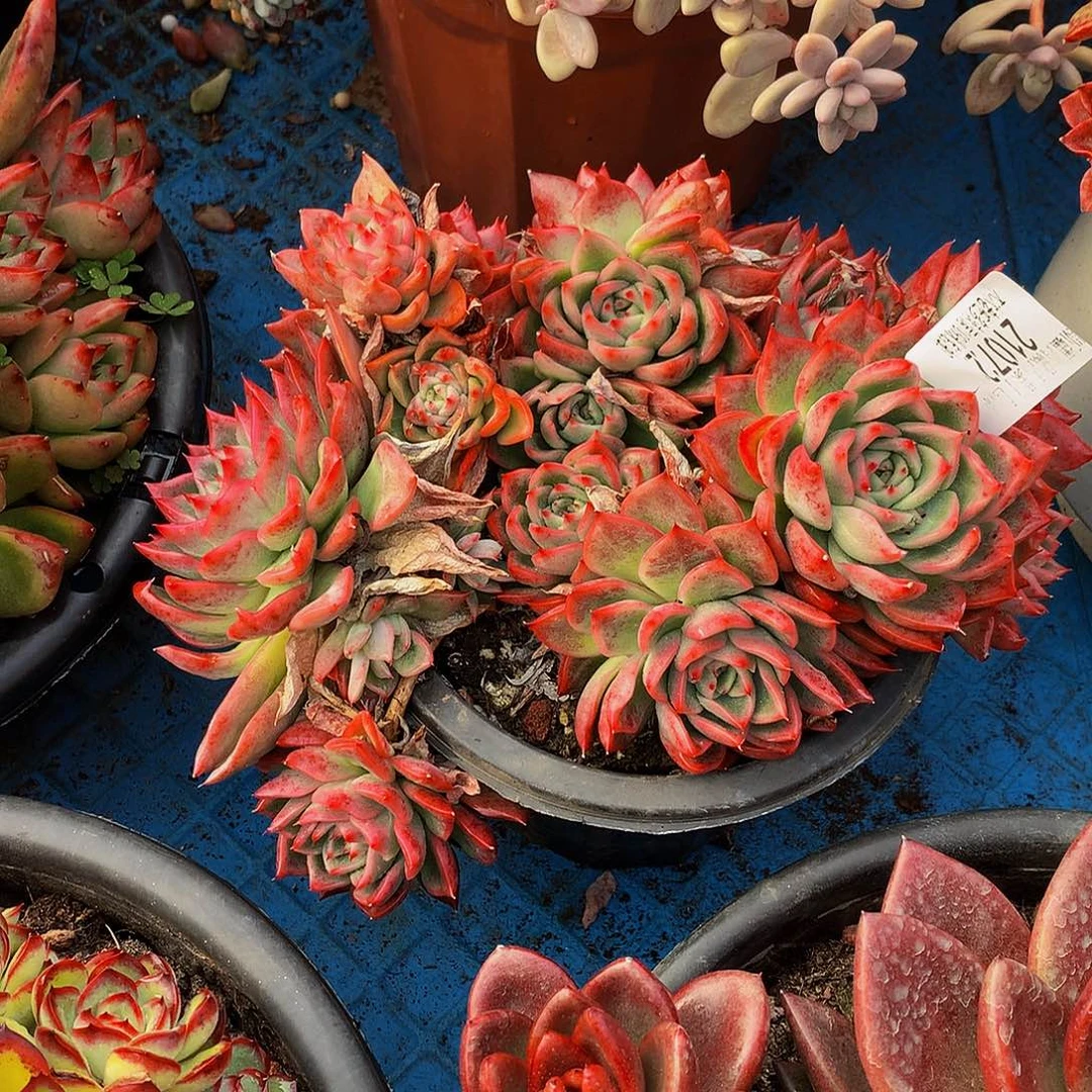 暖***月    瑞安娜多肉21072