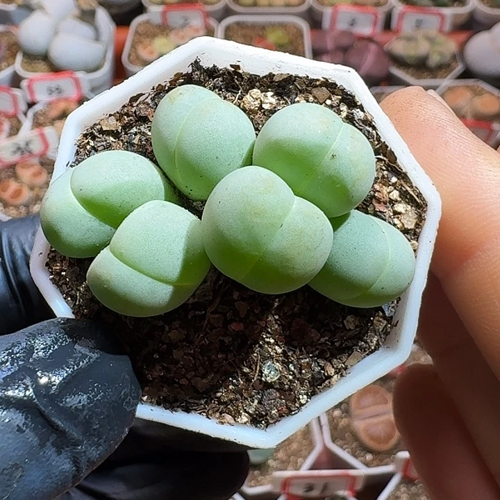 爱****蚁生石花11111111。  276