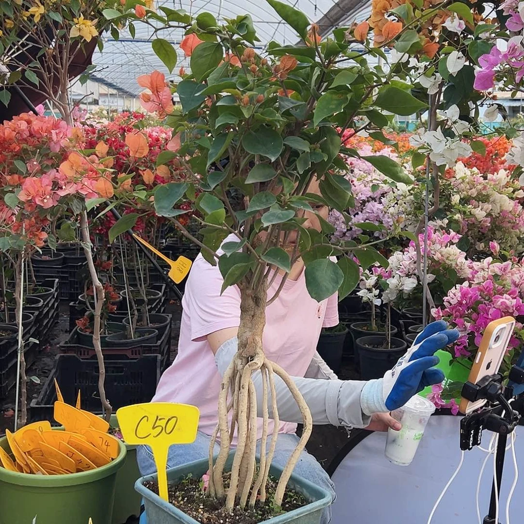暖***…大部分花苞少量开放C50波妹