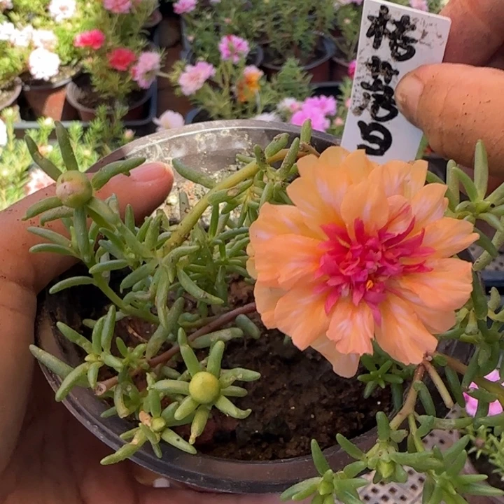 无花朵量拍桔落日玫瑰超小苗盆口10cm可能有虫糖宝