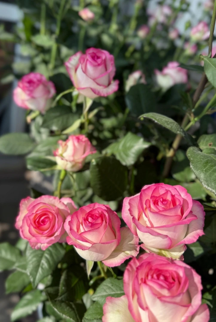 艾莎+中国红【两盆新手套餐】芳香四季开花花卉盆栽多分支易