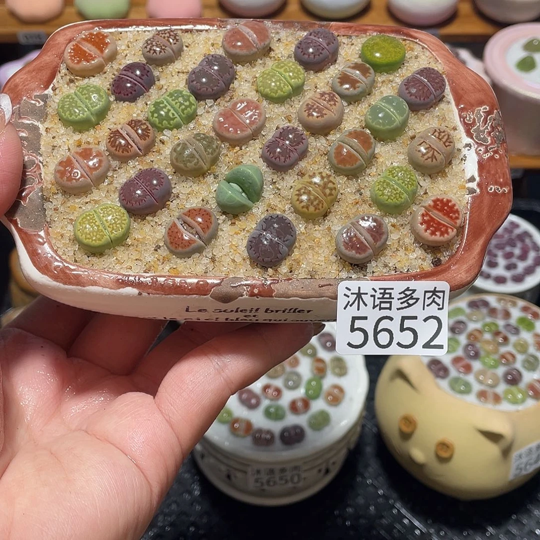 你***笑带盆土植物 一物一拍5652