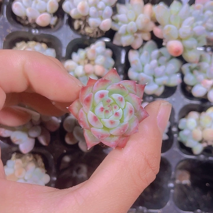 精品吉娃娃满9.9包邮