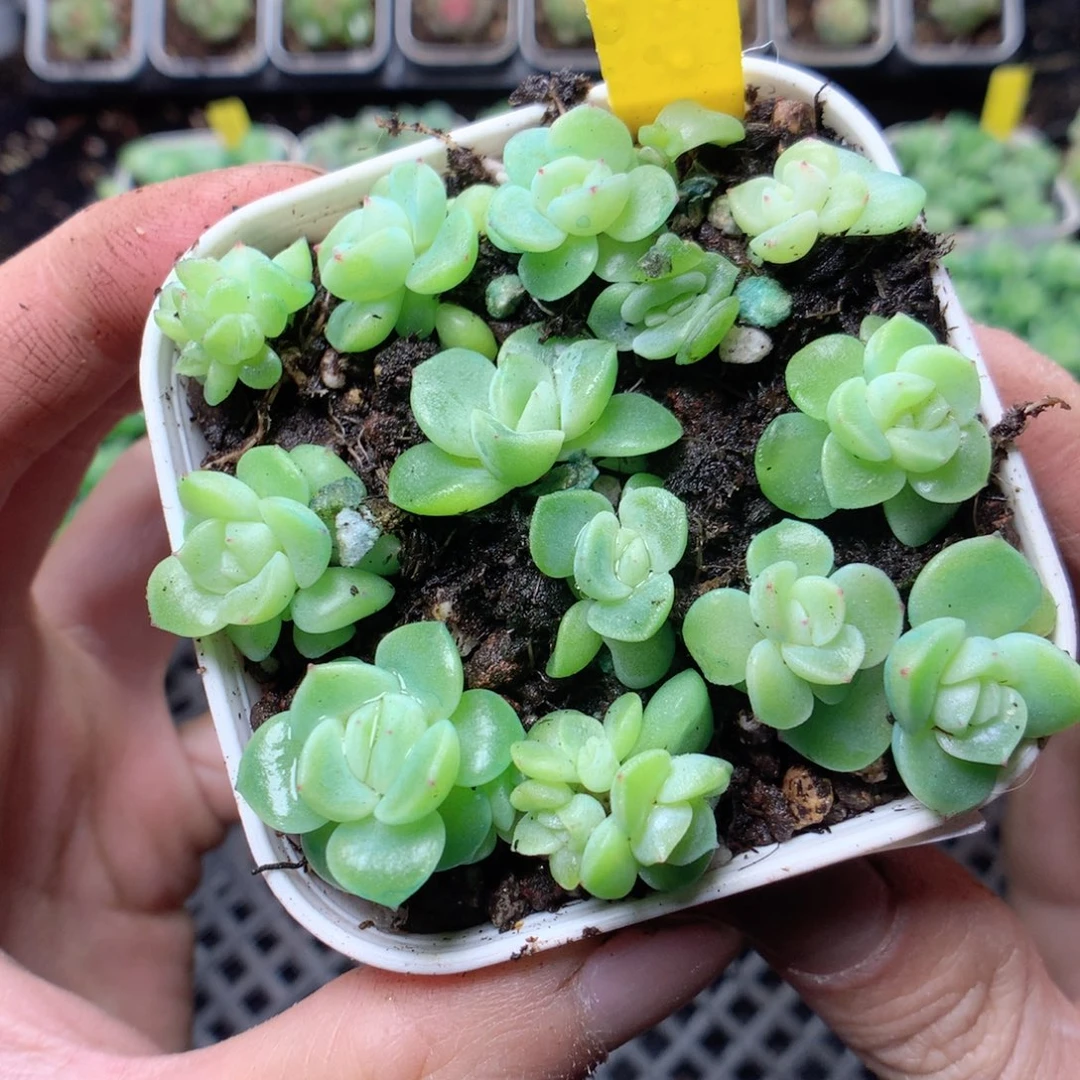 无花朵F87yyyyyyyy