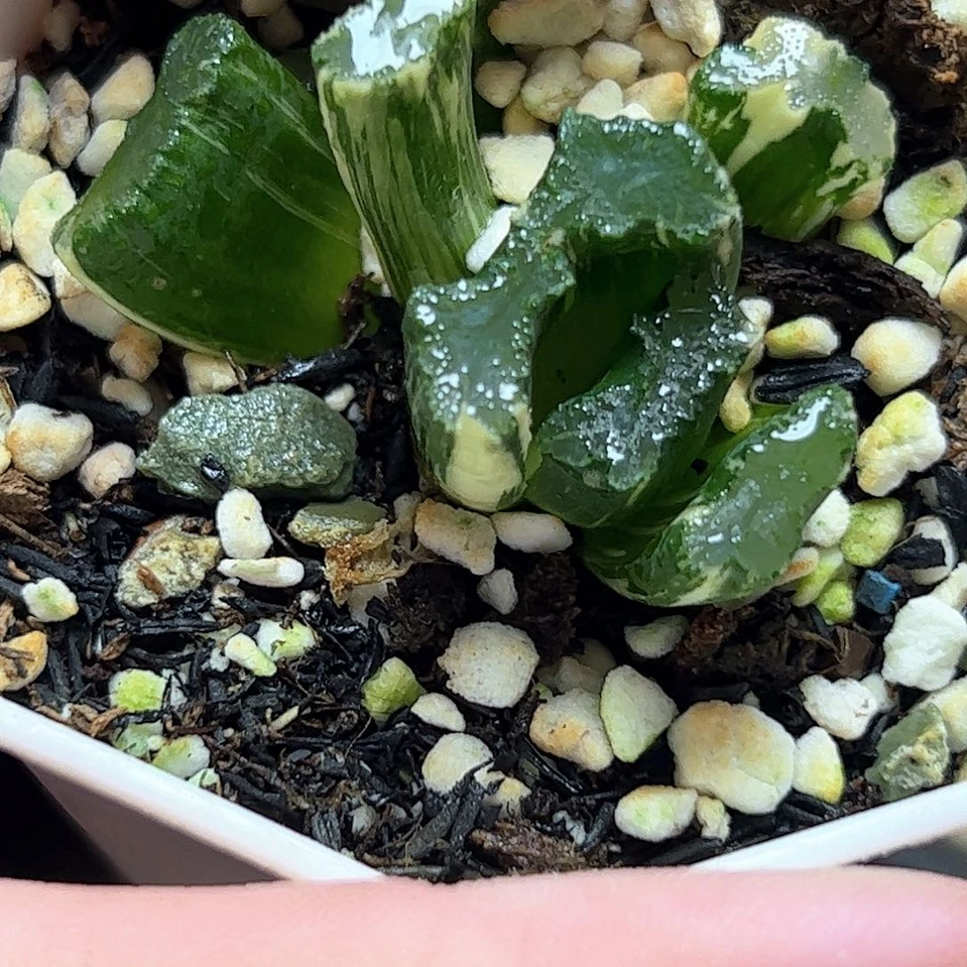 隼杂锦十二卷多肉