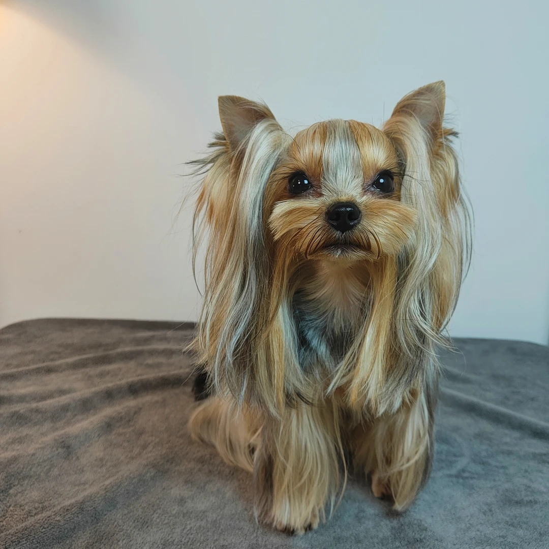 【玉颜约克夏】证书芯片标体约克夏 活体狗狗