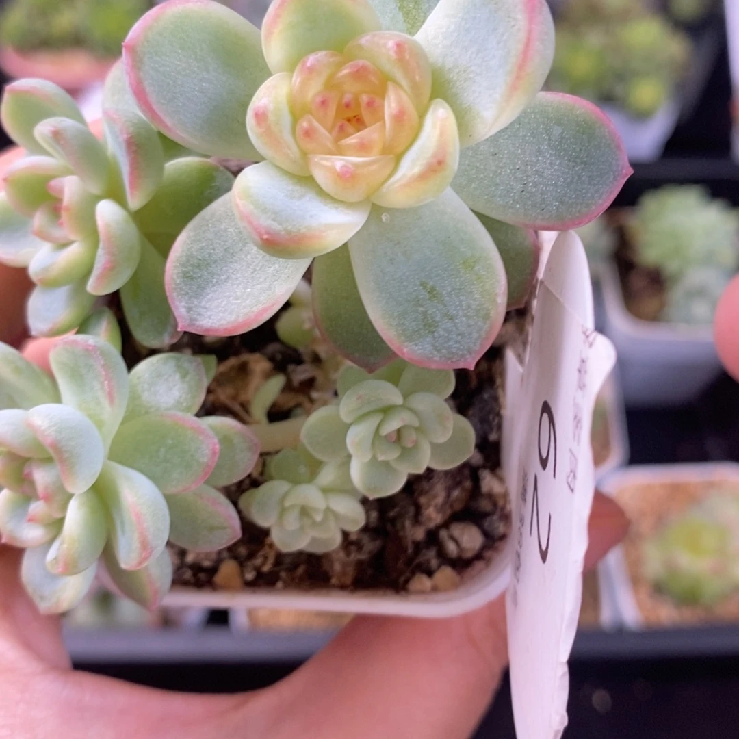 西米露五头群一颗62号