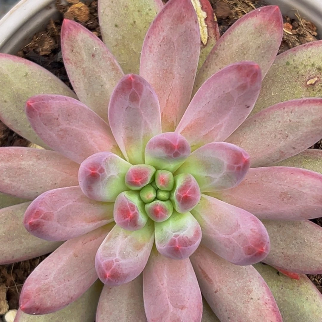 1棵美人系列多肉植物量拍