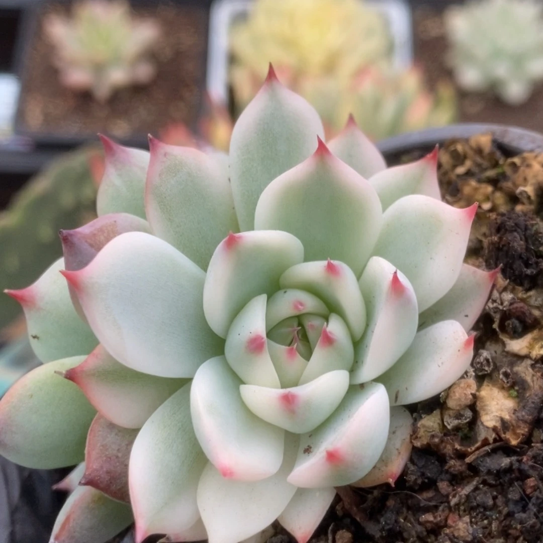 617锦锦锦锦锦锦锦