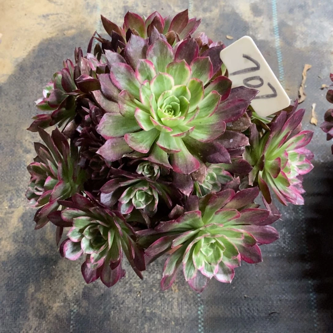 红陶707莲花座多肉植物