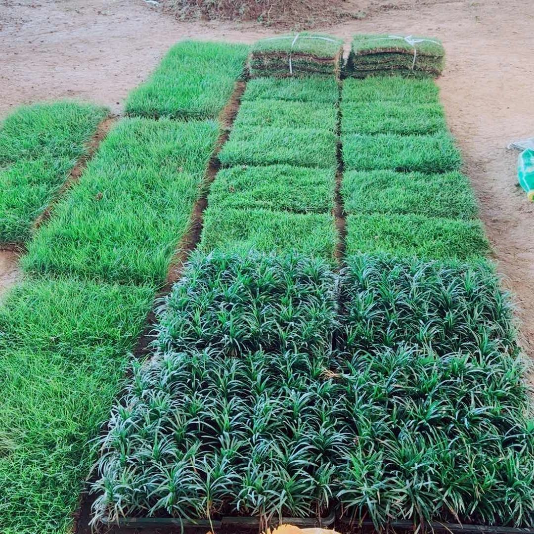 黄***…马尼拉草坪100平方