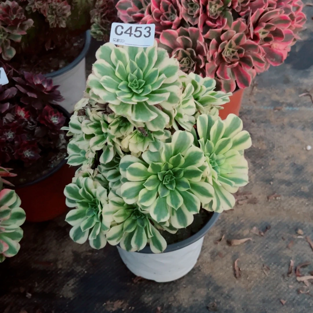 453辛尼亚多肉植物法师多肉