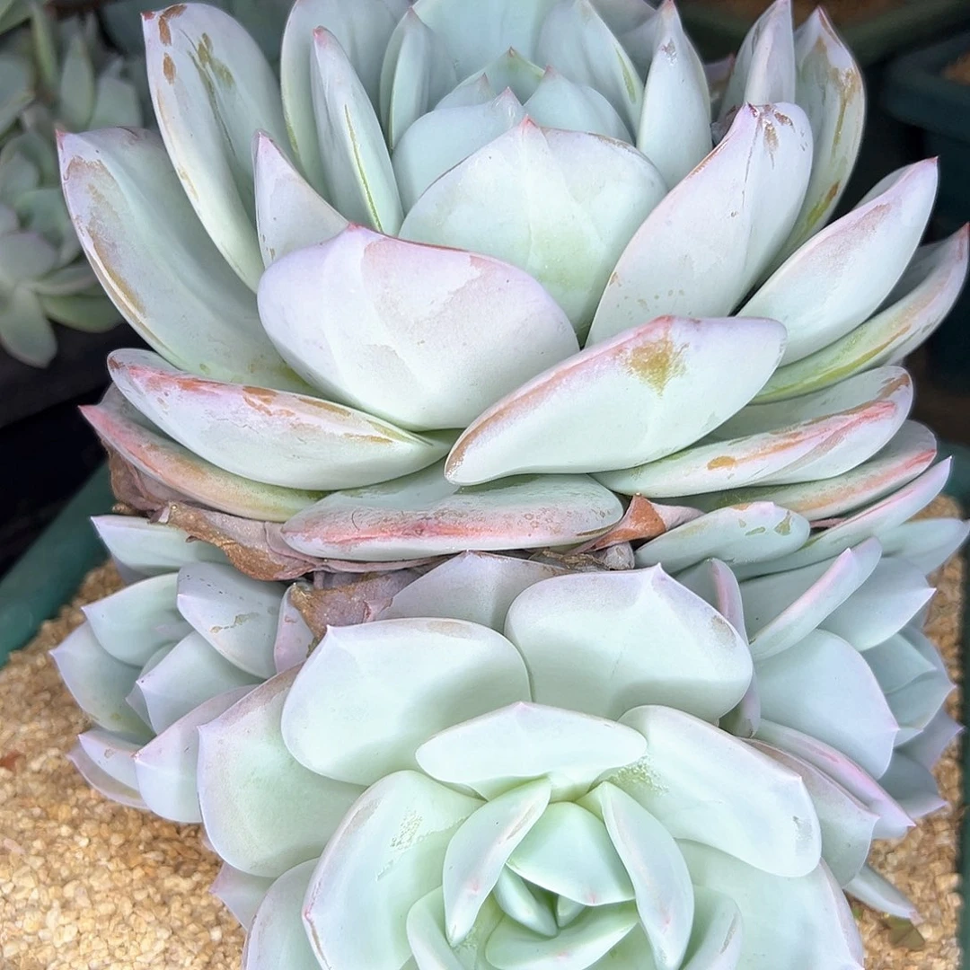 大***】圆叶凤橙手捧，一物一拍