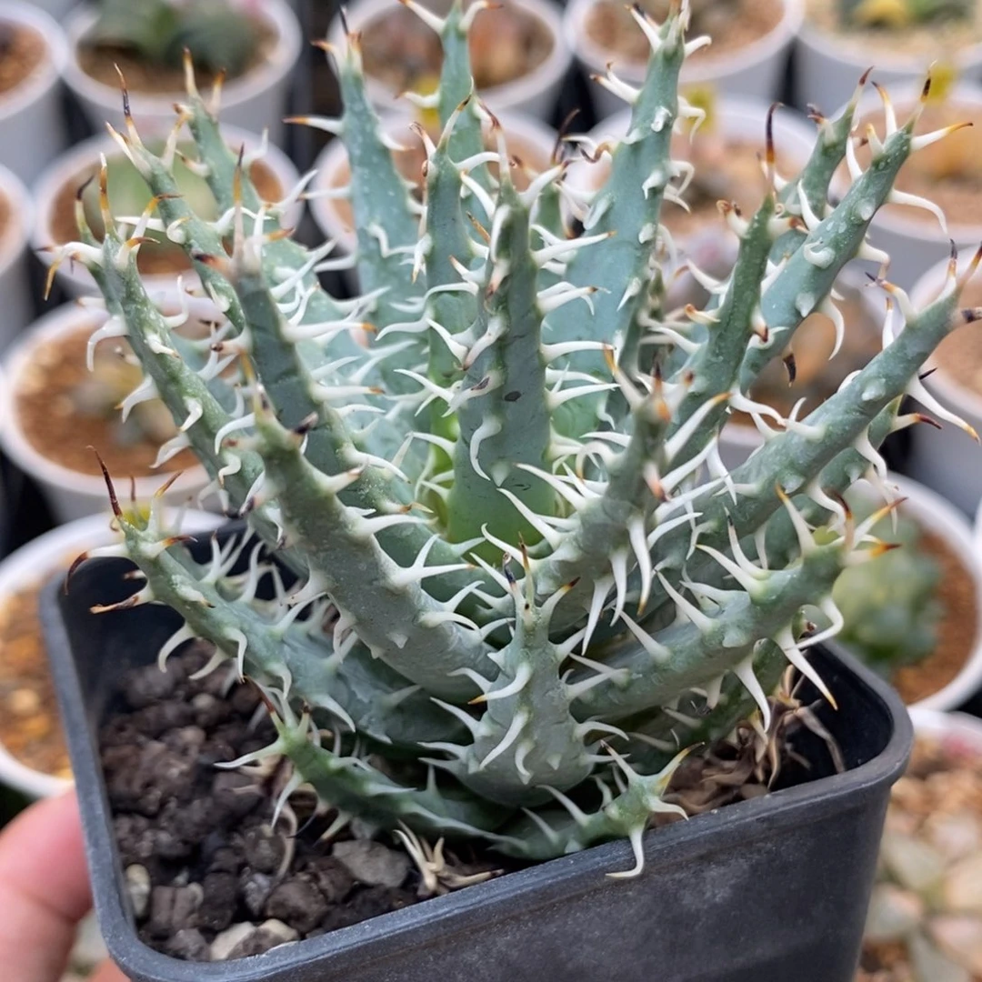 300黑魔殿一物一拍