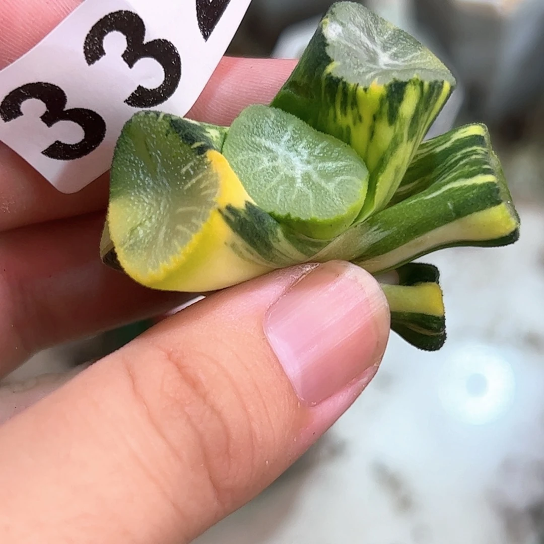三***戟332红红火火恍恍惚惚