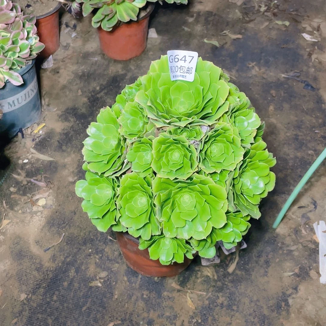 微**城 647绿羊绒多肉法师