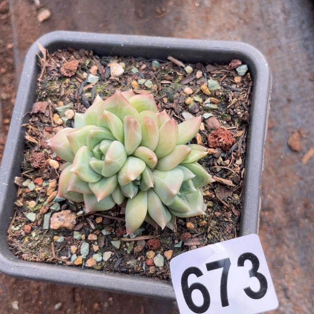 673泡泡系多肉植物