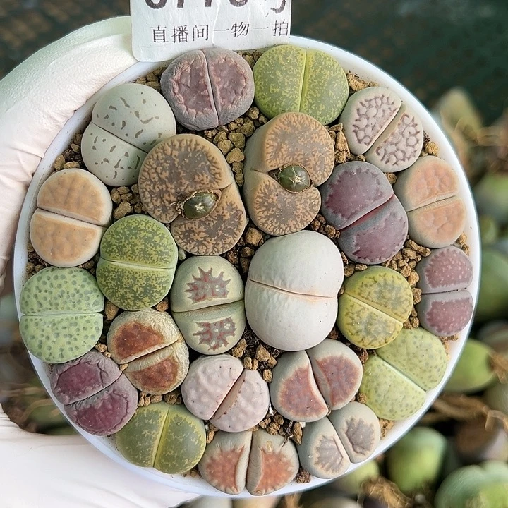 8776 好养易活生石花大母本9cm盆