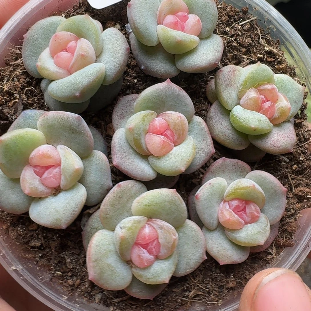 一物一拍一组817-192