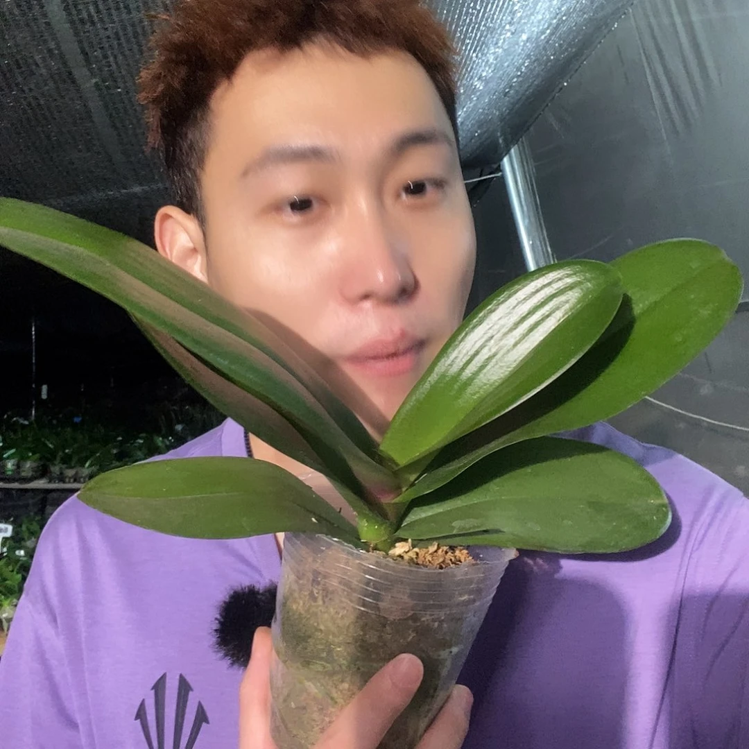 无花朵米奇乐多蝴蝶兰