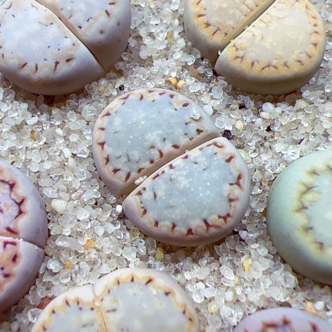 格*116 优秀的肉肉4号