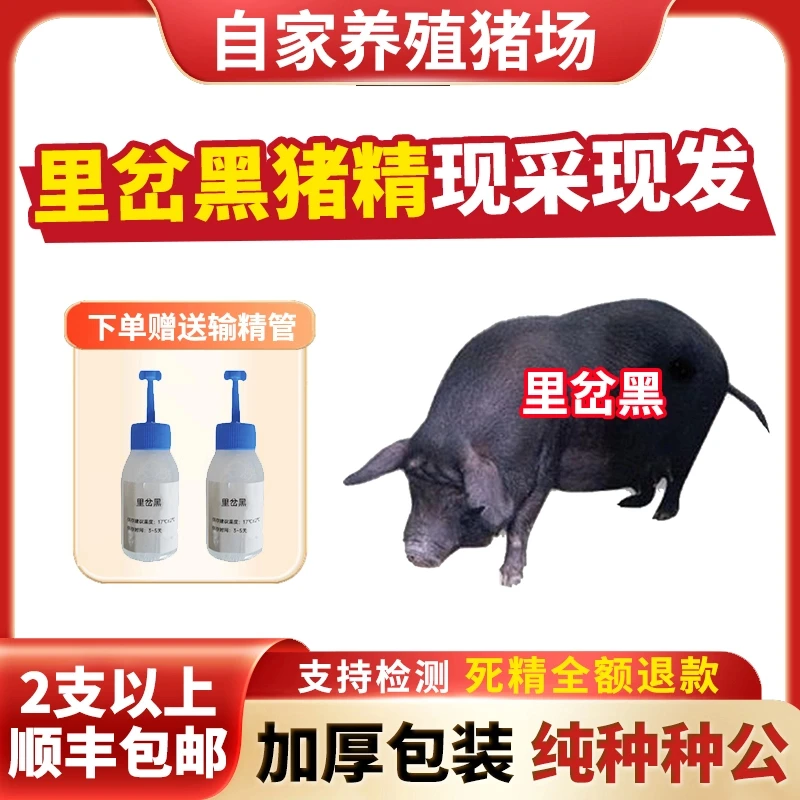 【里岔黑】60ml兽用优质精液黑猪精母猪配种人工授精当天现采现发