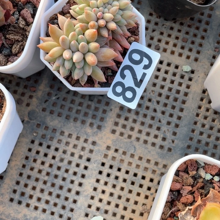 錦*多肉植物一物一拍