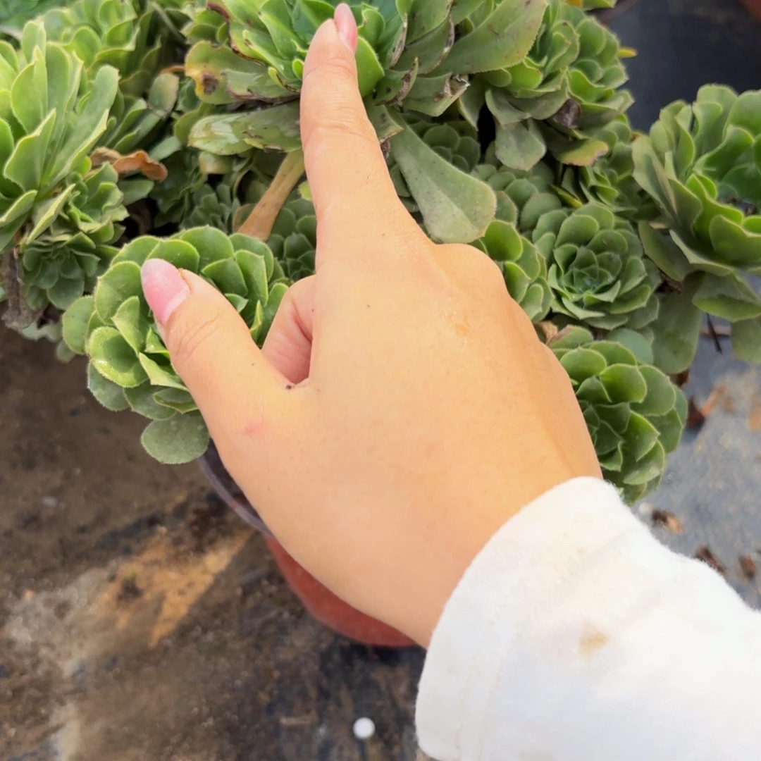 101多肉植物捧花的时候