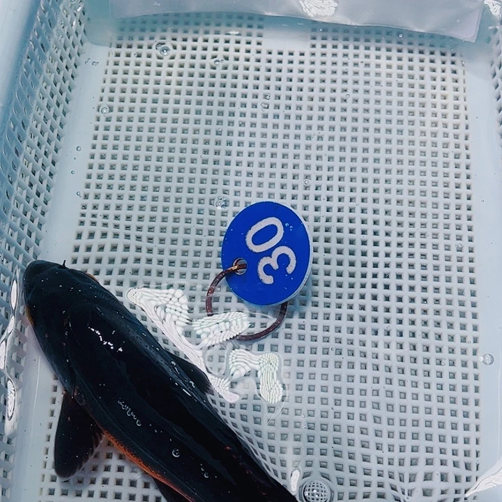 海水鱼锦鲤观赏鱼30