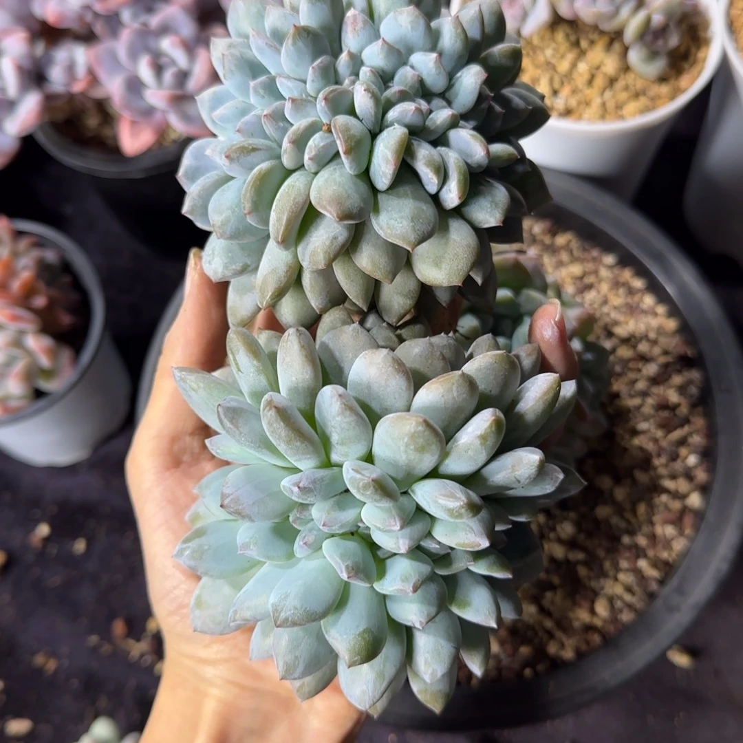 两颗星影缀化一物一拍