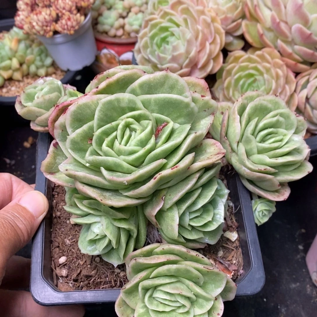 精品多肉一物一拍不包整57