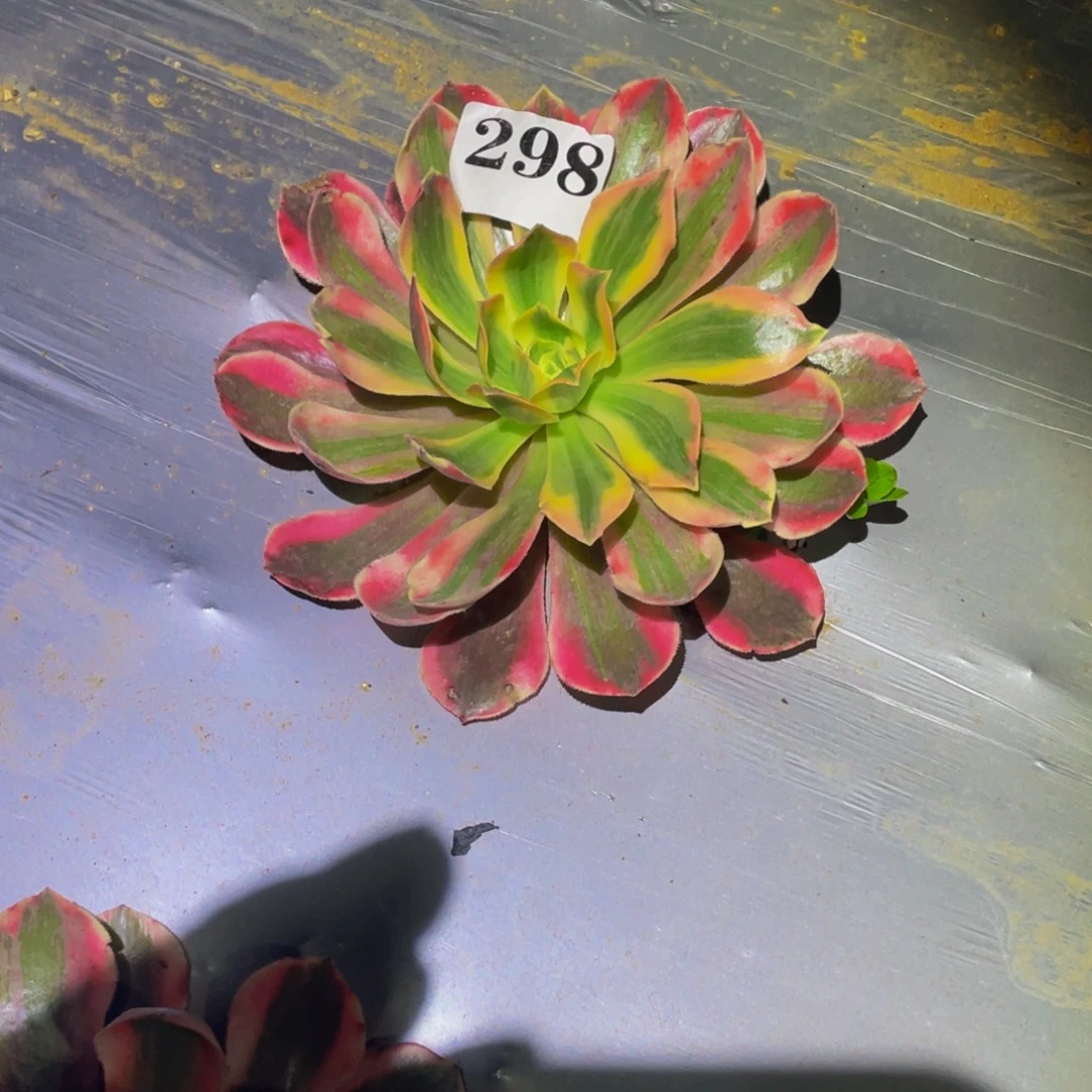 女妖多肉植物多天298