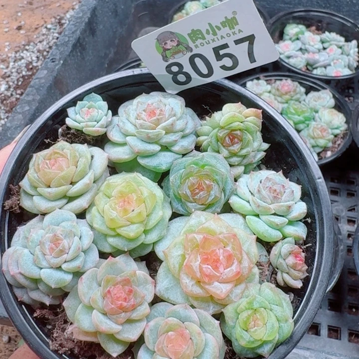 多肉植物多肉植物