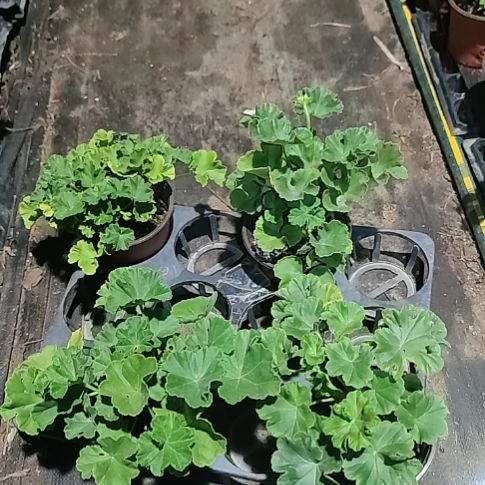 无花朵皇家胭脂，妃色，月光，娜娜