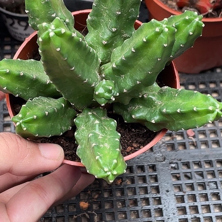 633桃太郎群生仙人球植物