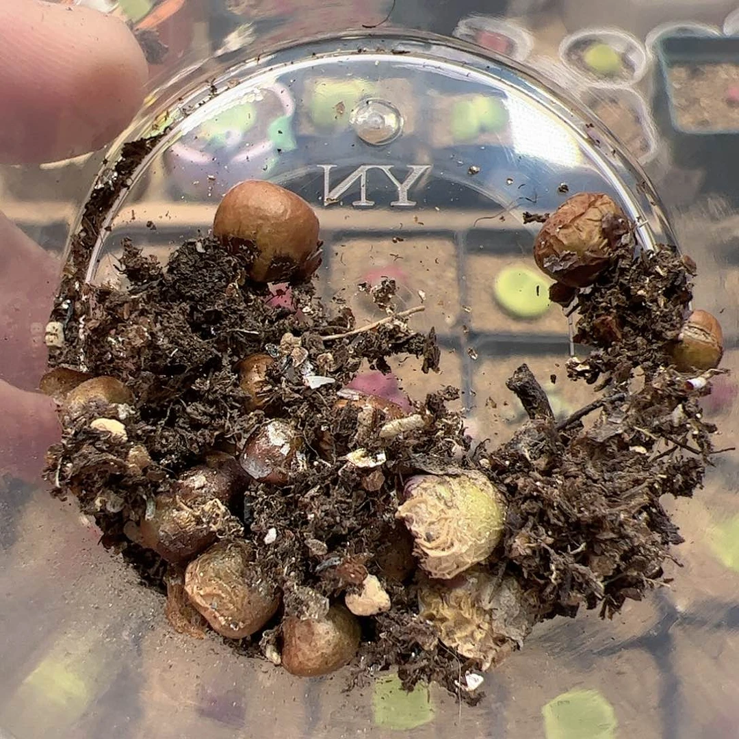 【闪购商品】96  618 福利