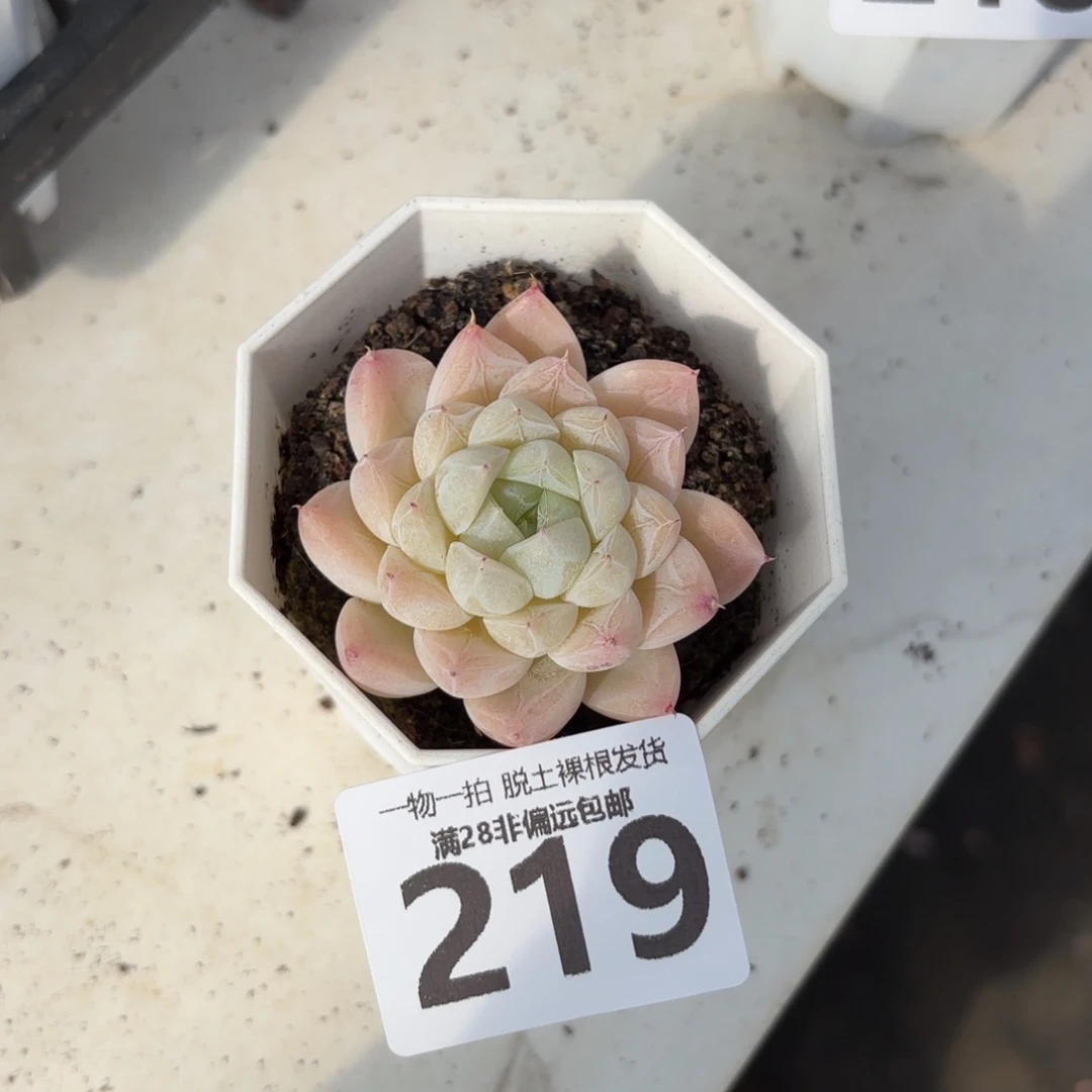 白卡单头无盆土发货