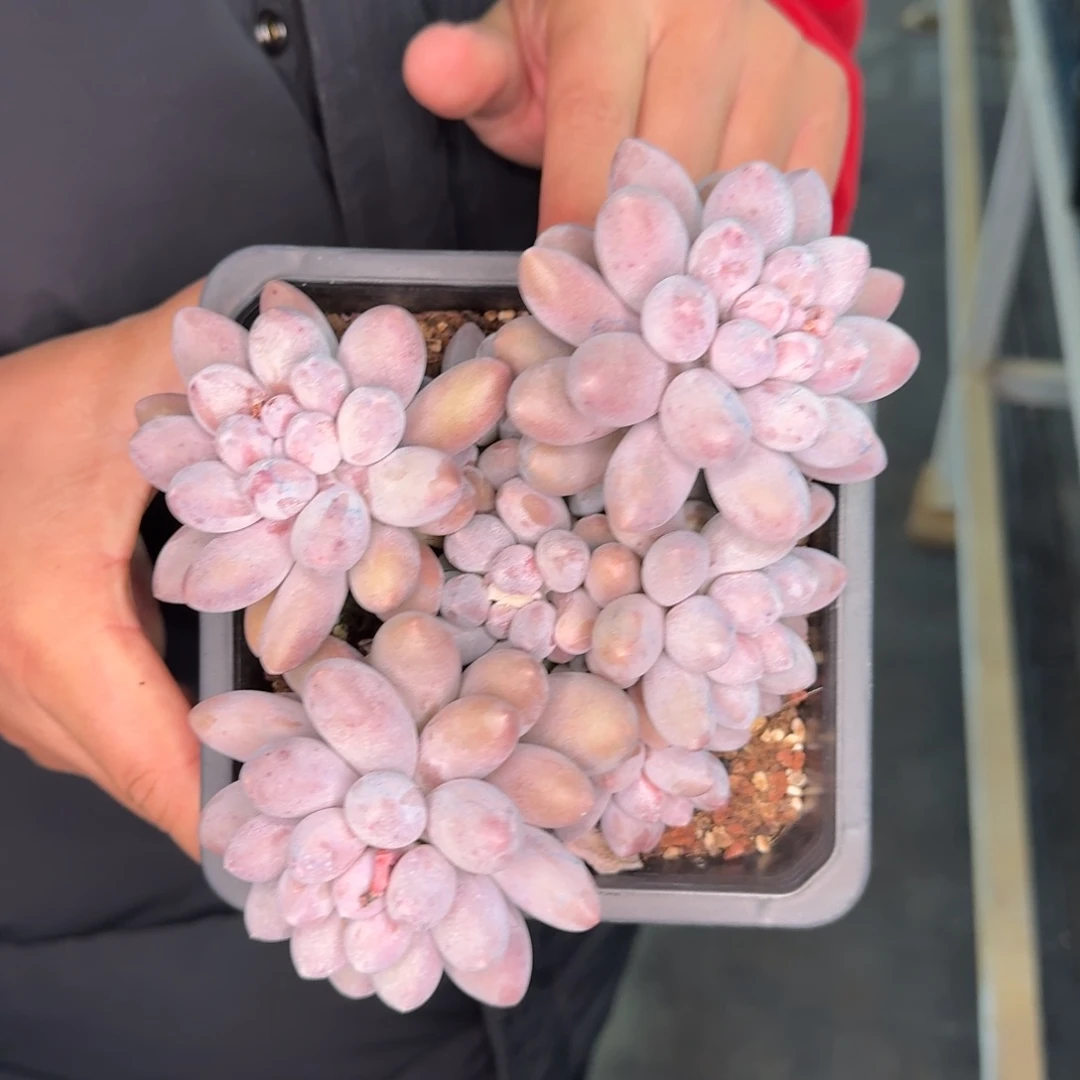 从前慢花园多肉编号-汤圆