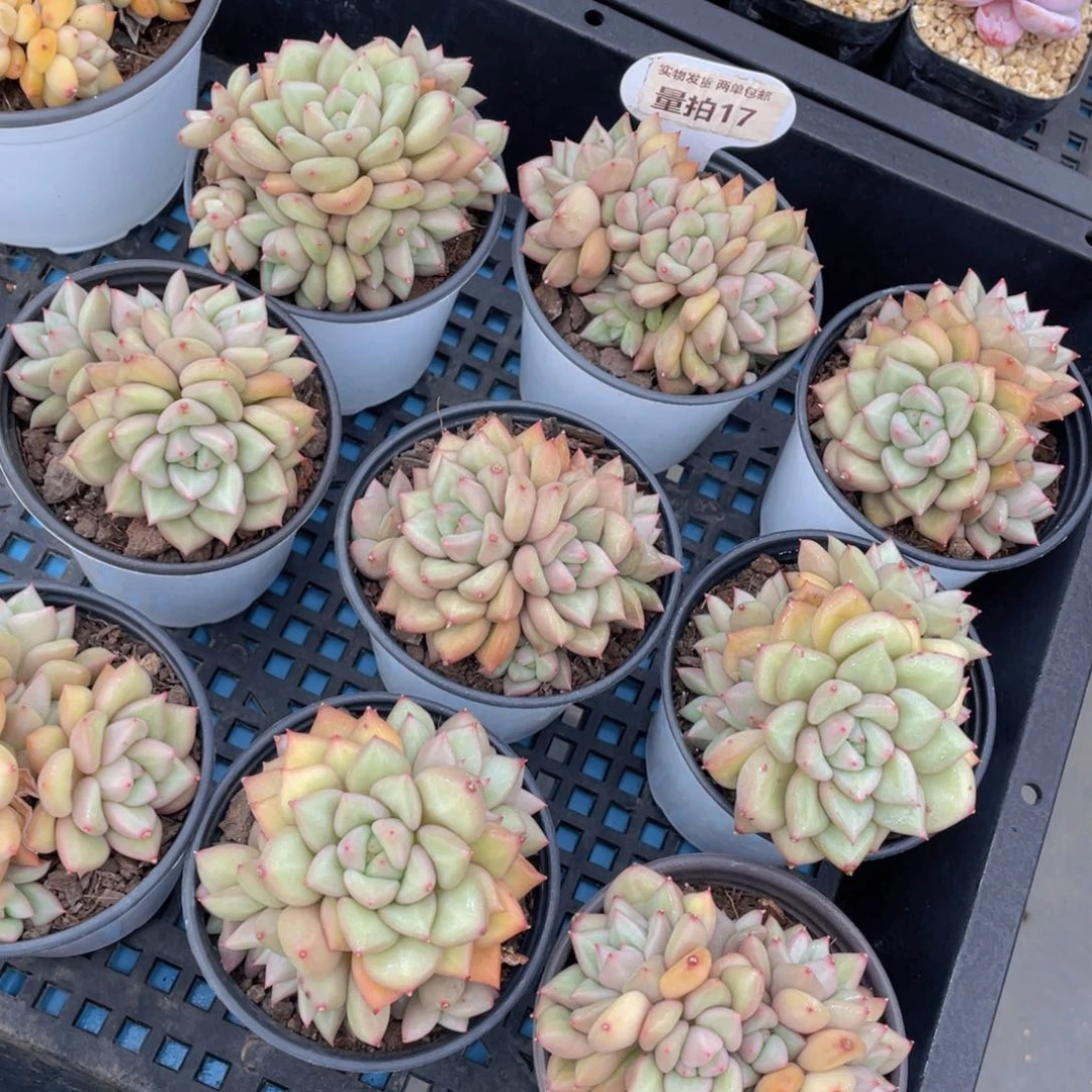 量拍17号黄金象牙大群生一个