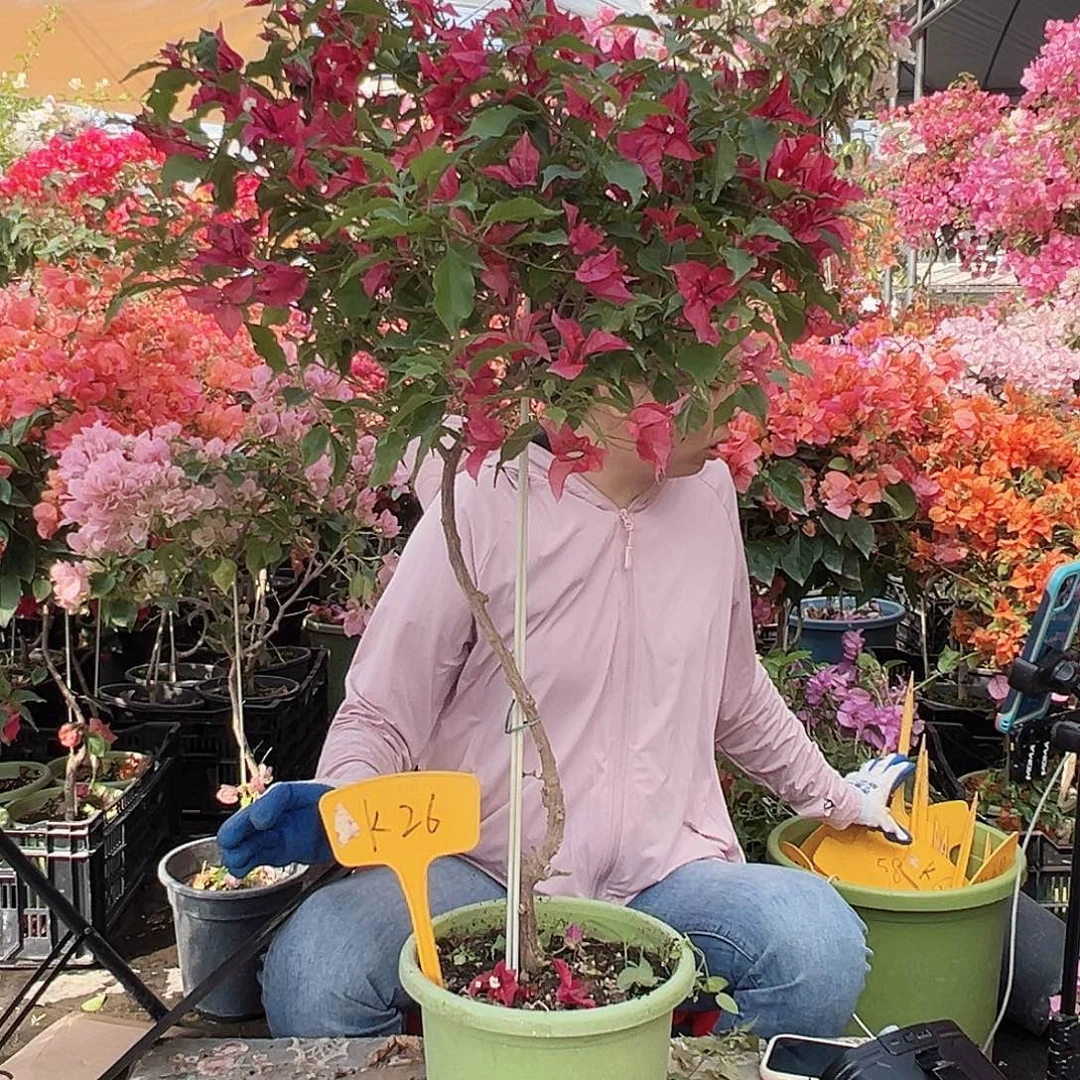 芬***》大部分花苞少量开放K26酒红桑巴