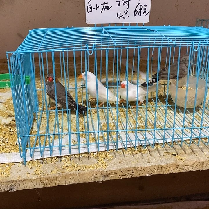 文鸟专****，珍珠白加灰，包活到家