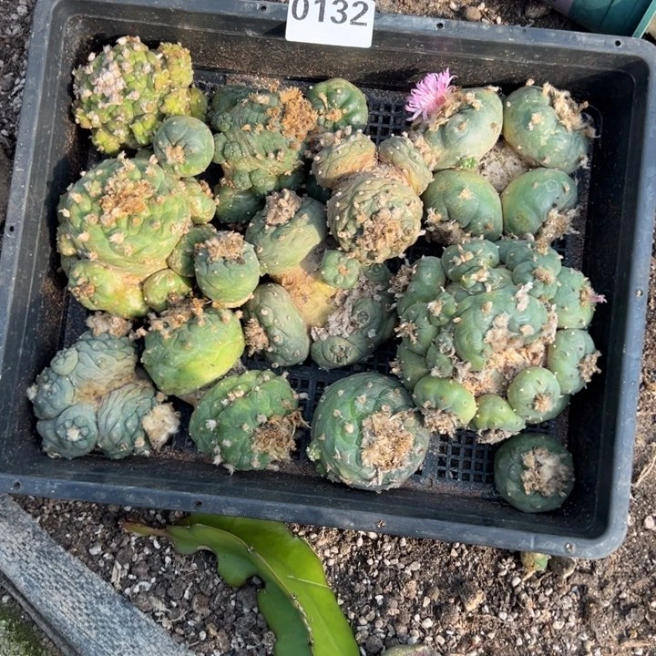 海鲜仙人球132号