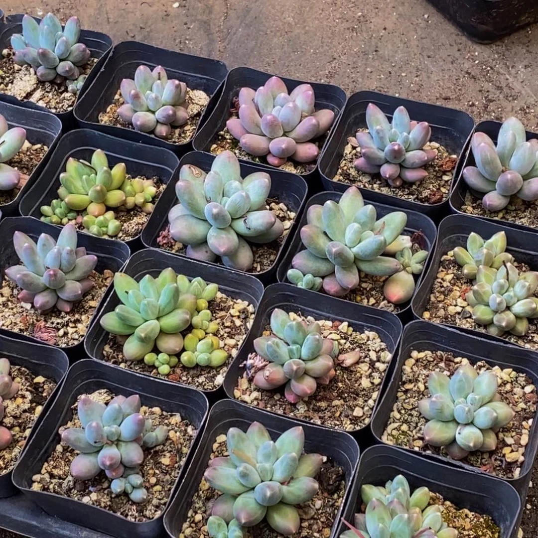 323多肉植物保护量拍4颗