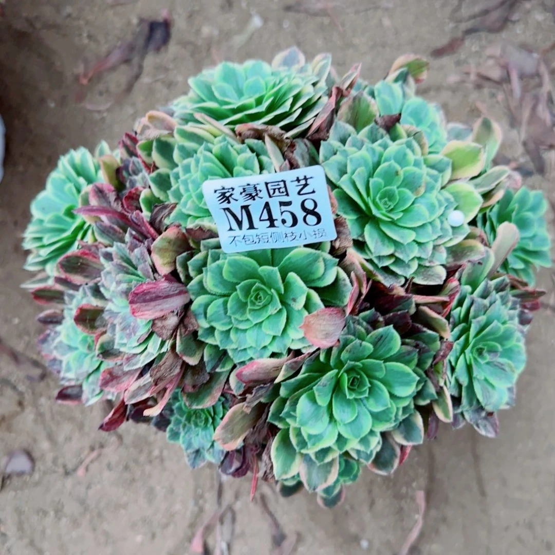 莫兰迪法师458冠幅22