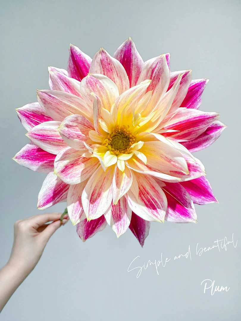 （美女寺）进口大丽花种球重瓣四季播种送肥料