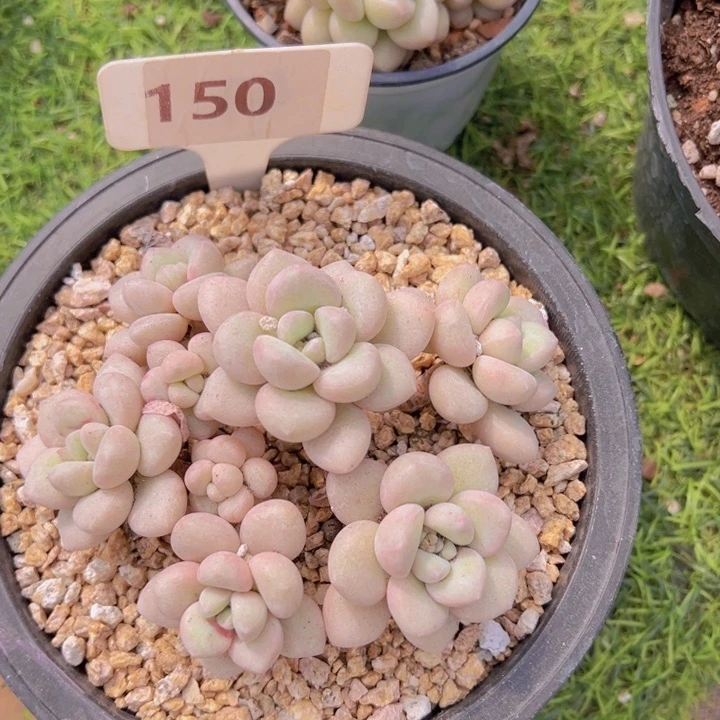 健健康康平平安安