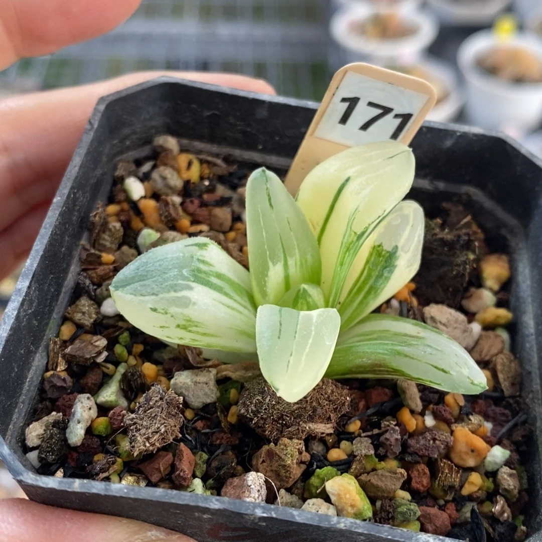 171号冰城锦多肉锦