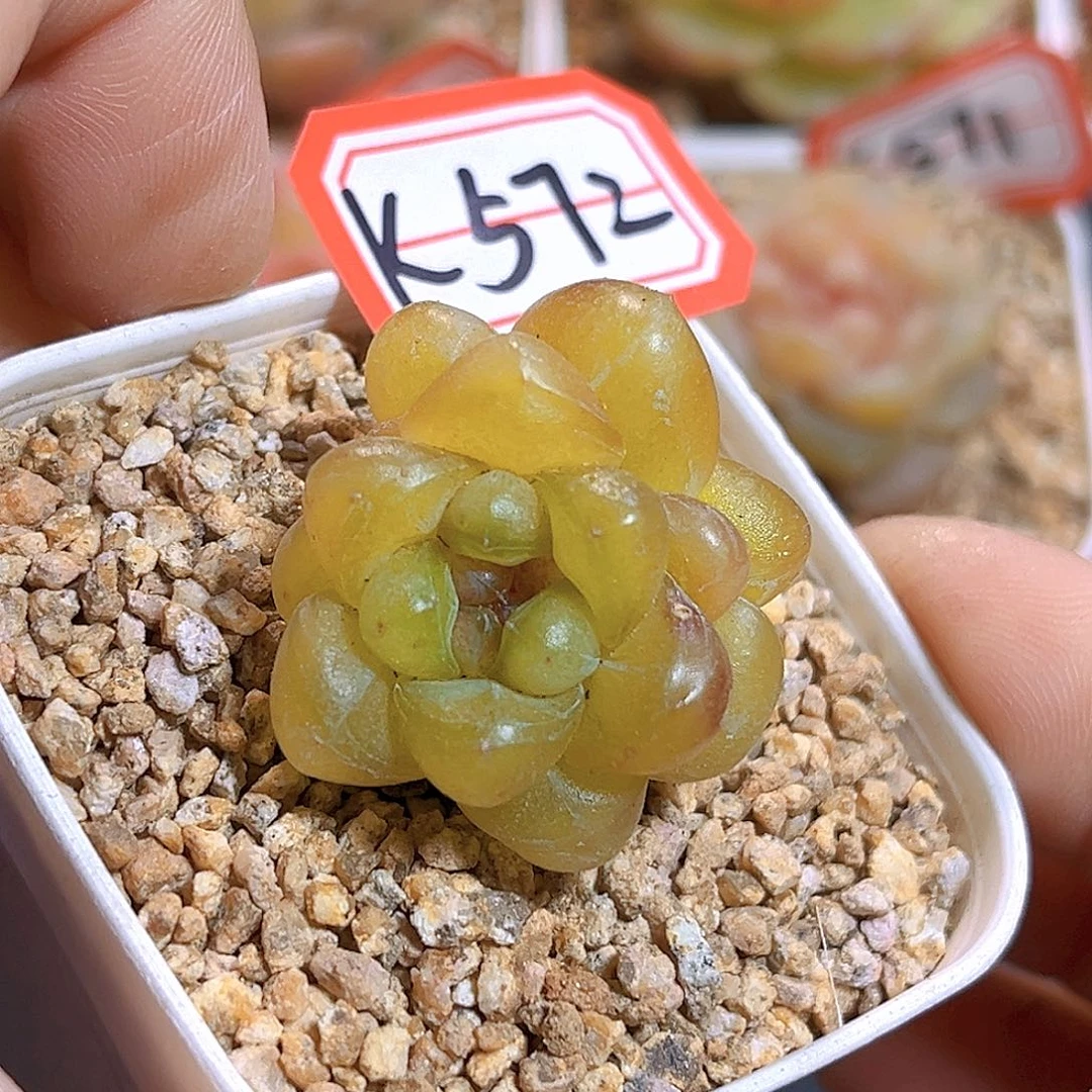 K572 碧游仙子 满18包邮